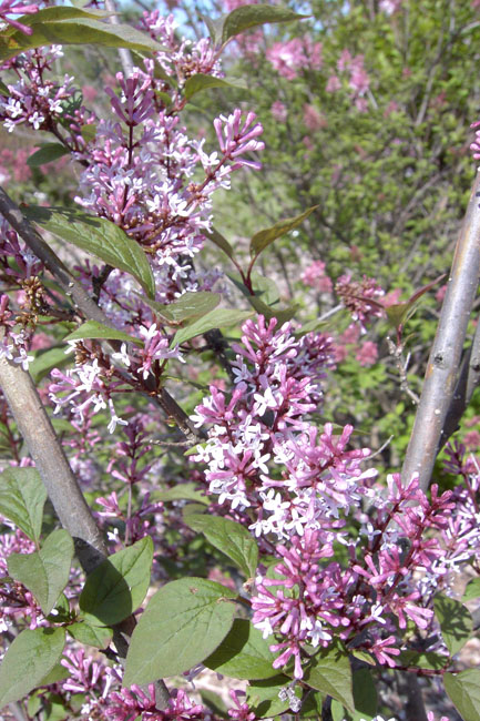 Sīklapu ceriņš. Syringa Microphylla